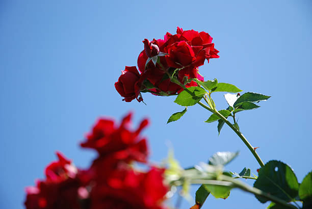 roses and blue sky stock photo