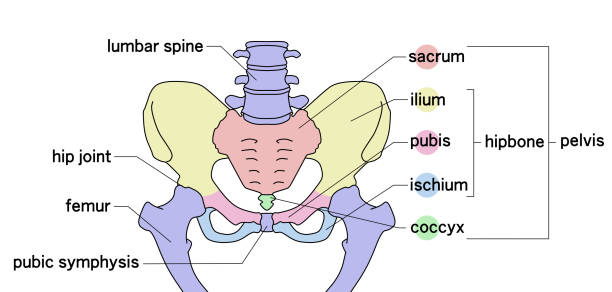 illustrations, cliparts, dessins animés et icônes de illustration des couleurs de la structure pelvienne - ischion