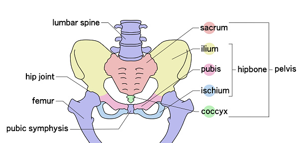 A color illustration that shows the structure of the pelvis