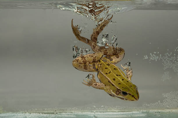 istock Studio portrait of a Frog 151559745