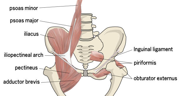 ilustrações, clipart, desenhos animados e ícones de ilustração do músculo pélvico - músculo humano