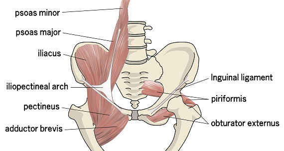 t is an illustration that understands the structure of the pelvic muscles