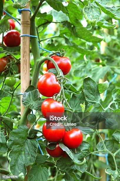 Ripe Tomatoes Ready To Pick Stock Photo - Download Image Now - Agriculture, Close-up, Color Image