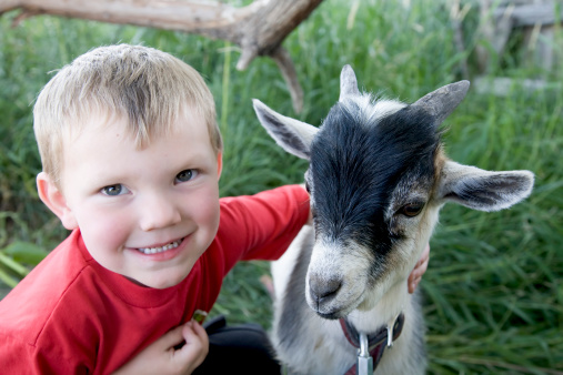 A young boy with a smile on his face, hugging his goat.