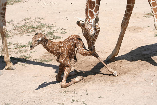 baby giraffa imparare a piedi - newborn animal foto e immagini stock