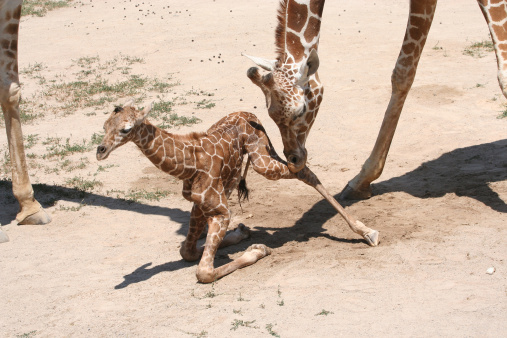 mother giraffe helps newborn giraffe get up to walk.