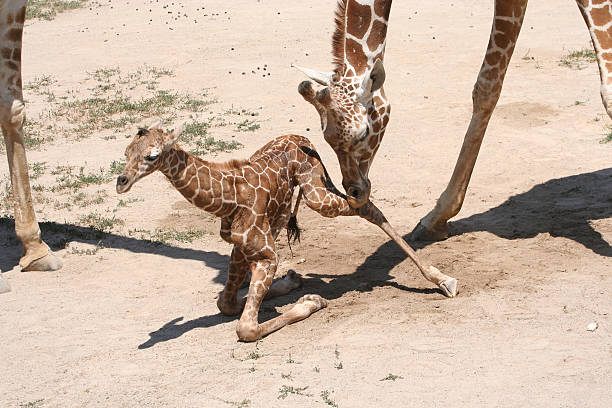 dziecko żyrafy się na spacer - newborn animal zdjęcia i obrazy z banku zdjęć