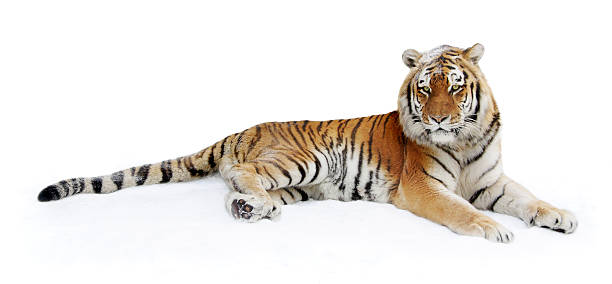 istock Siberian tiger on a snow 151560158