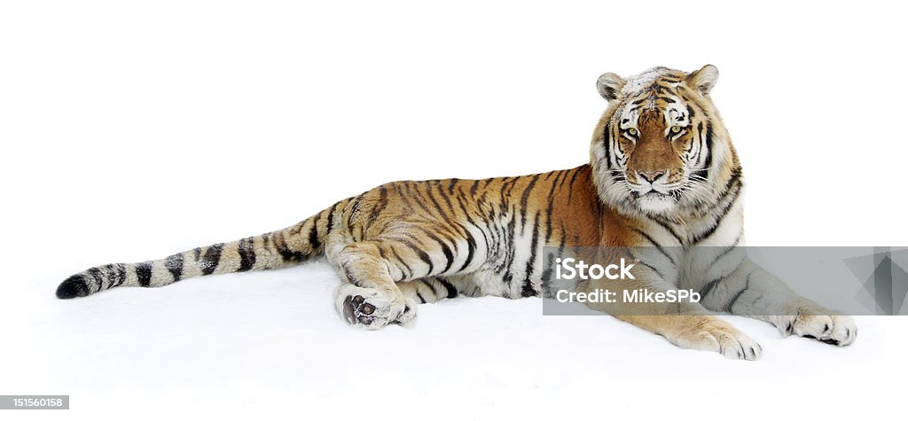 Tygrys syberyjski na śniegu - Zbiór zdjęć royalty-free (Tygrys)