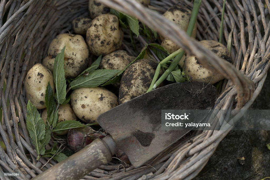 Appena scavate patate, cipolle e la menta in un cestino - Foto stock royalty-free di Crescita