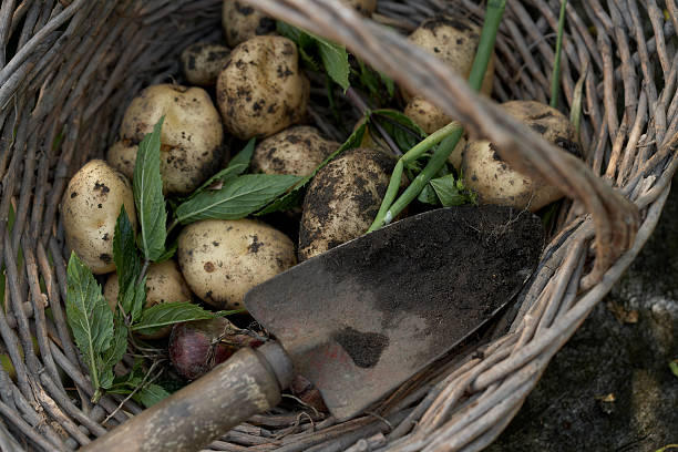 갓 dug 감자, 민트 및 양파형 바스켓에 - new potato raw potato freshness organic 뉴스 사진 이미지