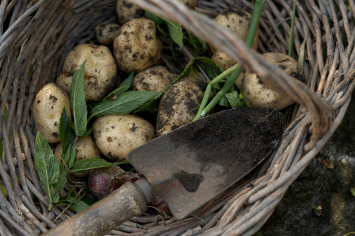 Earthy, rustic image of newly harvested garden produce lying in a wicker basket