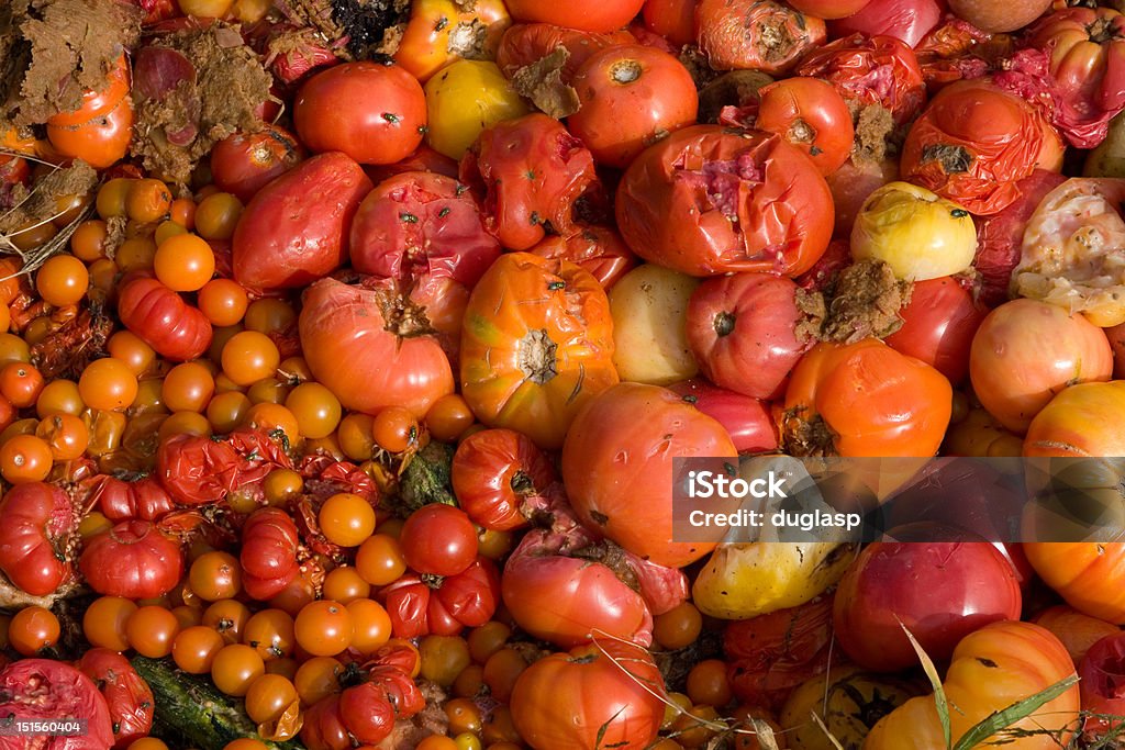 Compost Pile of Rotten and Rotting Tomatoes Nice red colors with early sunlight (if you can get beyond the smell.) Cherry Tomato Stock Photo