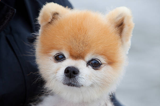 purebred Pomeranian pet