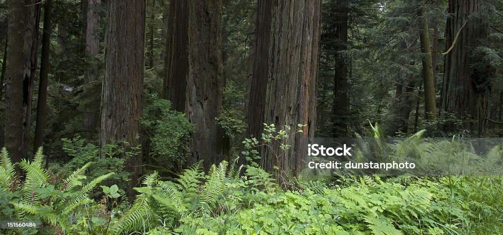 Redwoods, Jedediah Smith Redwood State Park Origins Stock Photo