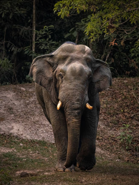 istock Graceful Asian Elephant Meandering Amidst the Lush Forest 1515608323