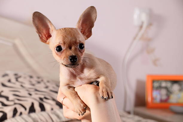 istock little chihuahua sits in a hand 151561596