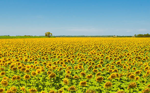 campo de girassol, provence, frança, com foco raso - macro close up sunflower france - fotografias e filmes do acervo