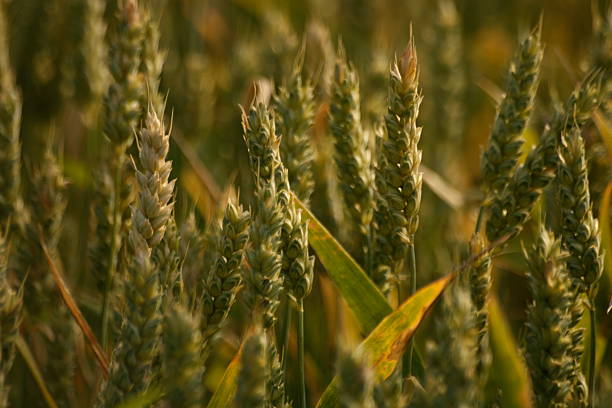 wheat waiting for harvesting stock photo