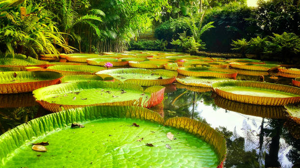 Victoria regia in Amazon Brazil