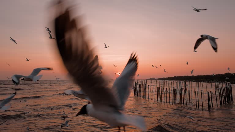 Group of Seagulls bird flying at sunset