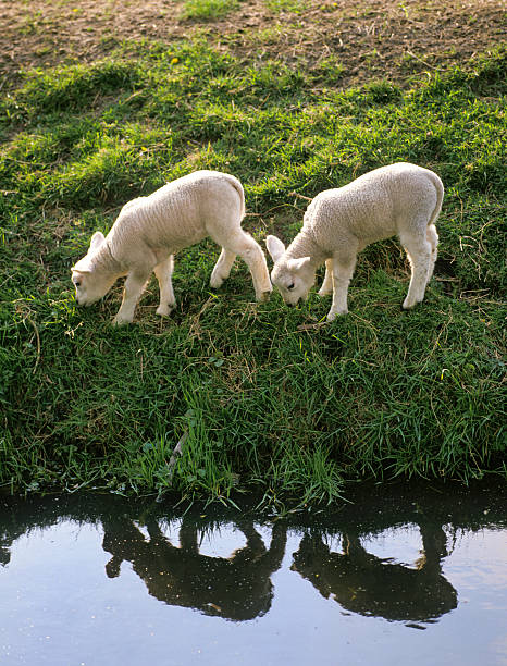 Sheep with two lambs in the pasture on a beautiful sunny day.