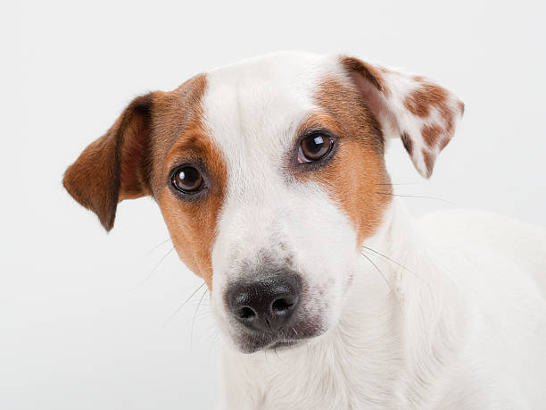 istock Closeup Jack Russell Terrier head 151562166