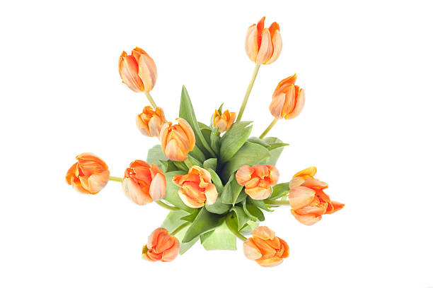 Tulips in a vase stock photo