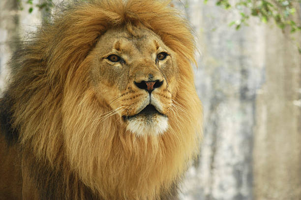 istock Portrait of a Lion 151562713