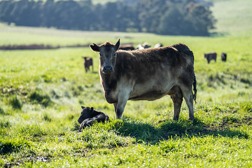 Pup Sapi Dari Dekat Stud Speckle Park Sapi Jantan Sapi Dan Anak Sapi Merumput Di ...