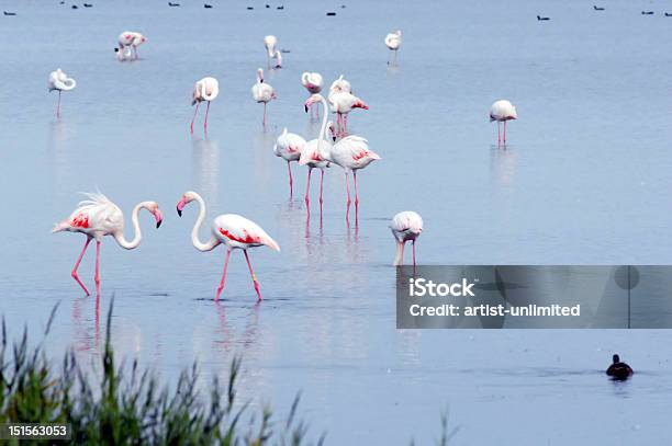 Flamingi - zdjęcia stockowe i więcej obrazów Camargue - Camargue, Dziób - Pysk, Długi