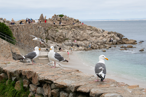 Seagulls in Monterey, California