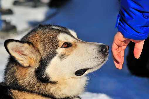 Holding out a hand of friendship to a husky dog, allowing him to sniff it and make friends.