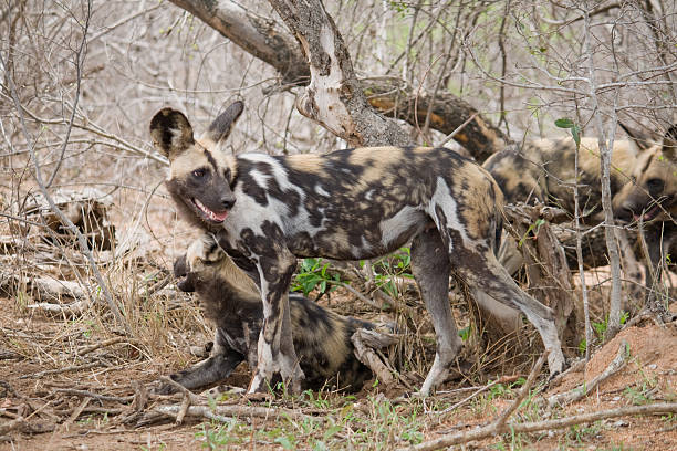 istock Pack of African Wild Dogs 151563849