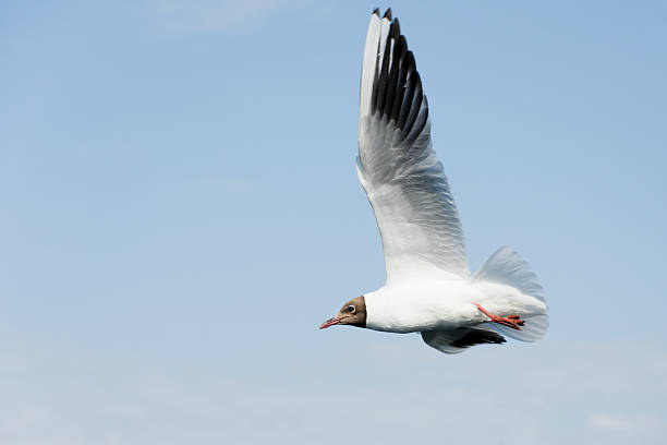 Flying seagull stock photo