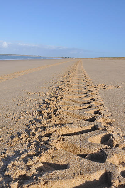 istock tire tracks in the sand 151564025