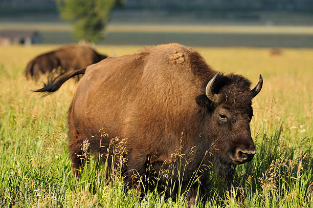 istock Wild bison in Grand Teton 151564059