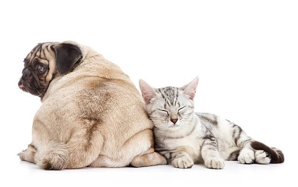 istock Pug and cat laying together on white background 151564116