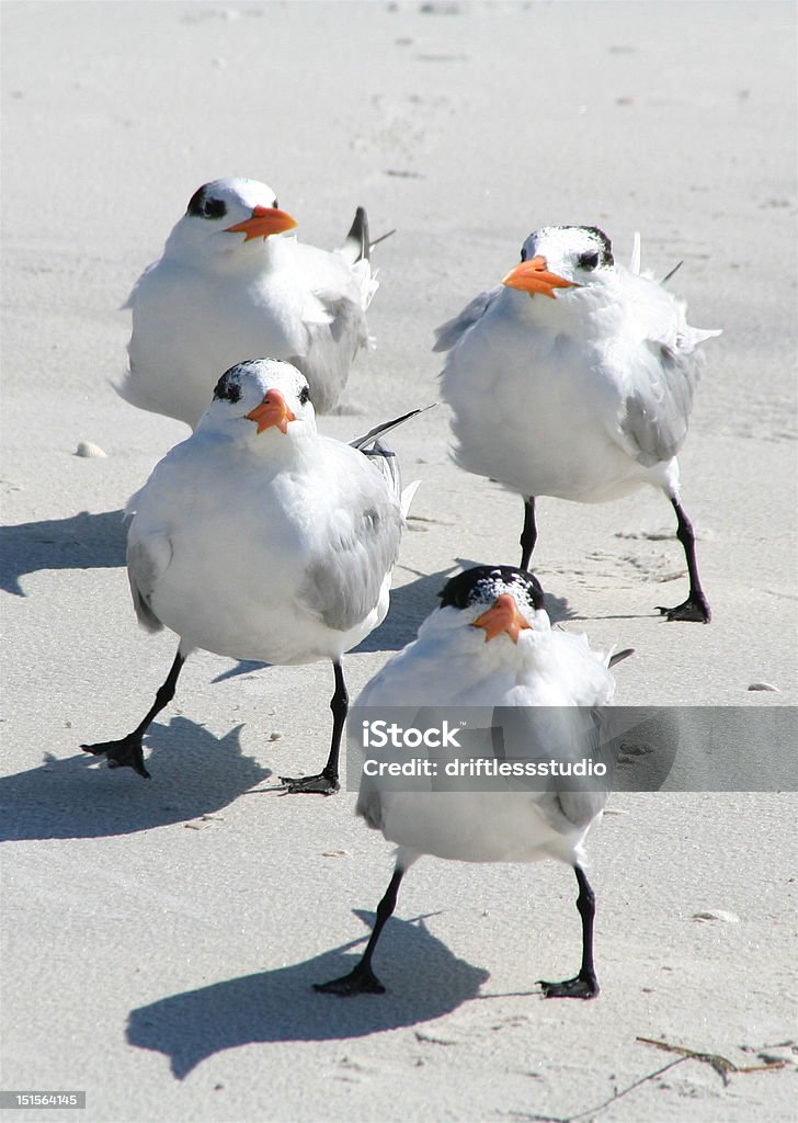 Quatre Juvenile oiseaux sur la plage - Photo de St. Petersburg libre de droits