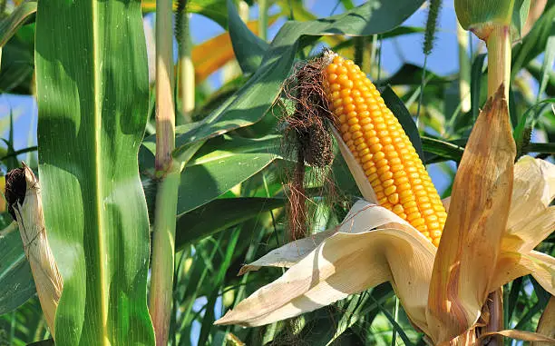 Beautiful yellow ear of corn on a background  foliage