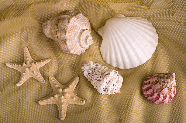 Sea cockleshells stock photo