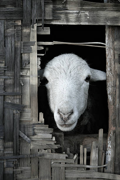 Sheep looking out from thatched bamboo hut stock photo