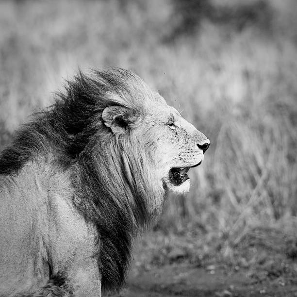 istock lion's head, masai mara, kenya 151564947