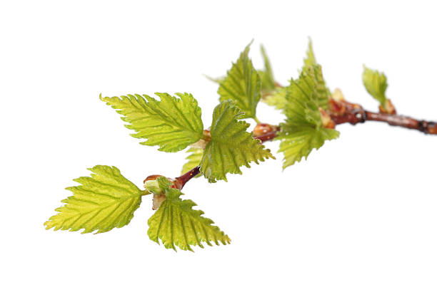 istock green leaves of birch 151565099