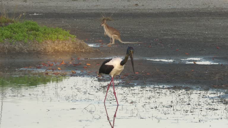 Jabiru.