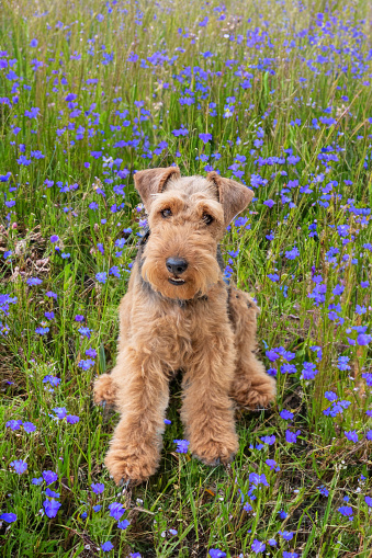 cute young terrier on a walk in the wildflower meadow