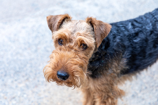 Canine portrait. Airedale Terrier . Bavaria Germany.