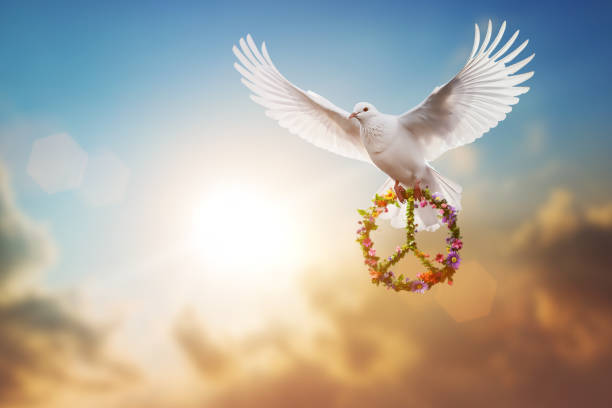 paloma blanca sosteniendo flor y rama en símbolo de la paz volando en el cielo por el concepto de libertad, día internacional de la paz 2023, oremos por ucrania y no al concepto de guerra - paz mundial fotografías e imágenes de stock