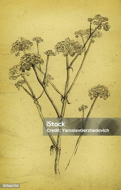 Angelica Sylvestris - Immagini vettoriali stock e altre immagini di Angelica - Erba aromatica - Angelica - Erba aromatica, Erba aromatica, Antico - Condizione