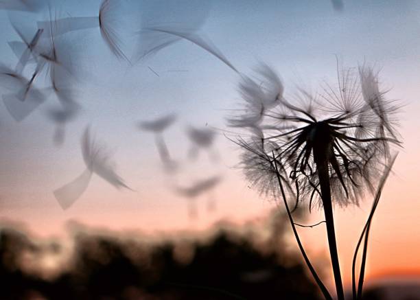 istock Natural Background Tranquil Scene from Backyard Backlit Dandelion Seeds Blowing in Wind Against Sunset at Golden Hour • Springville, UT, USA 1515669323